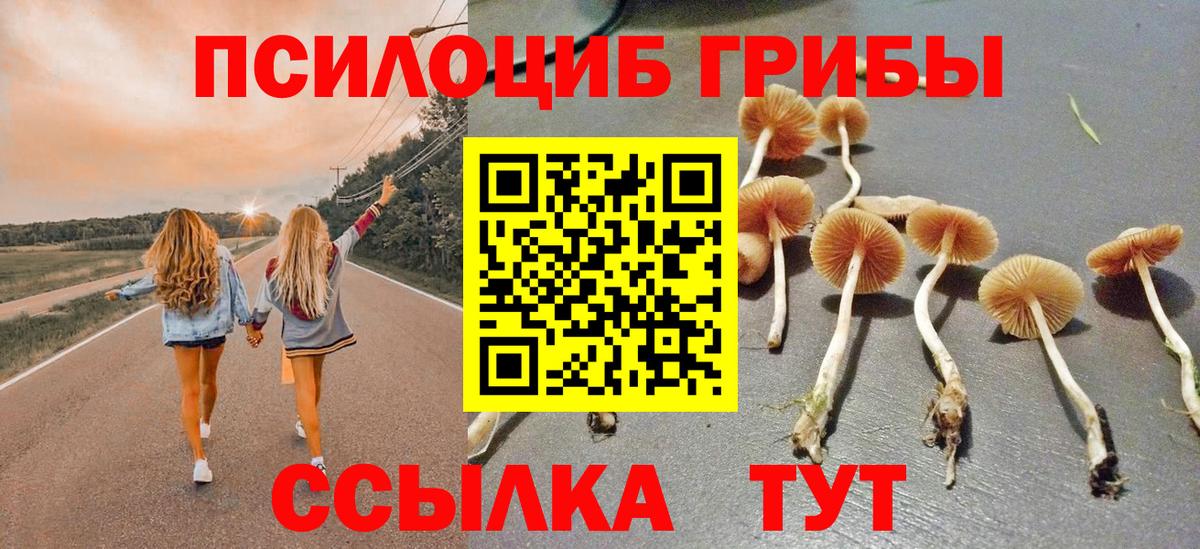 Гусиноозёрск  Галлюциногенные грибы Cubensis  что такое   Вход с VPN 